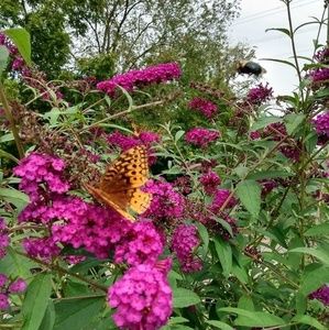 Meet your Posher, Cheryle